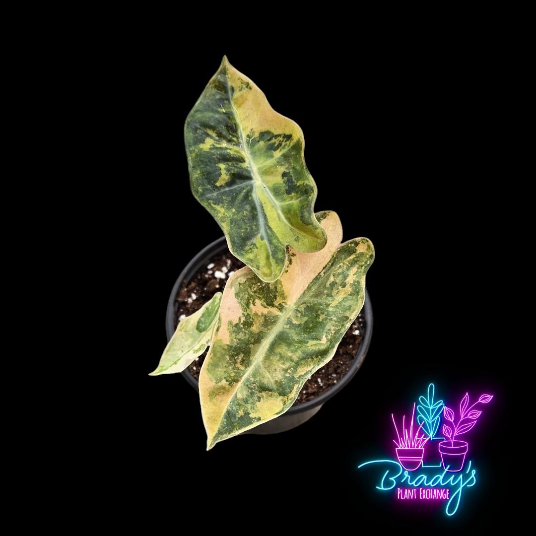 US Seller EXACT PLANT Variegated Alocasia Pseudo Sanderiana Aurea Variegated Exact Rooted Live Plant - 4 Inch Pot