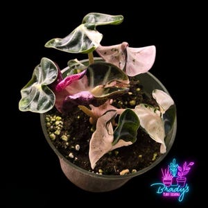 Alocasia Balloon Heart Variegated - Etsy