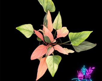 US Seller EXACT PLANT High Variegation Homalomena Pink Diamond Exact Live Rooted Plant - 4 Inch Pot