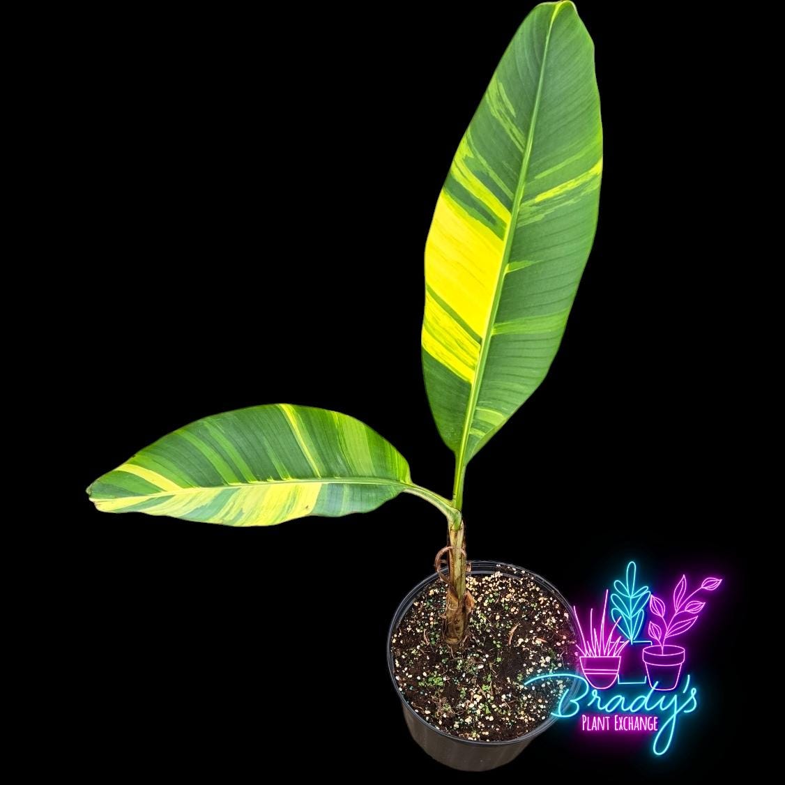 Musa Papua Variegated 観葉植物