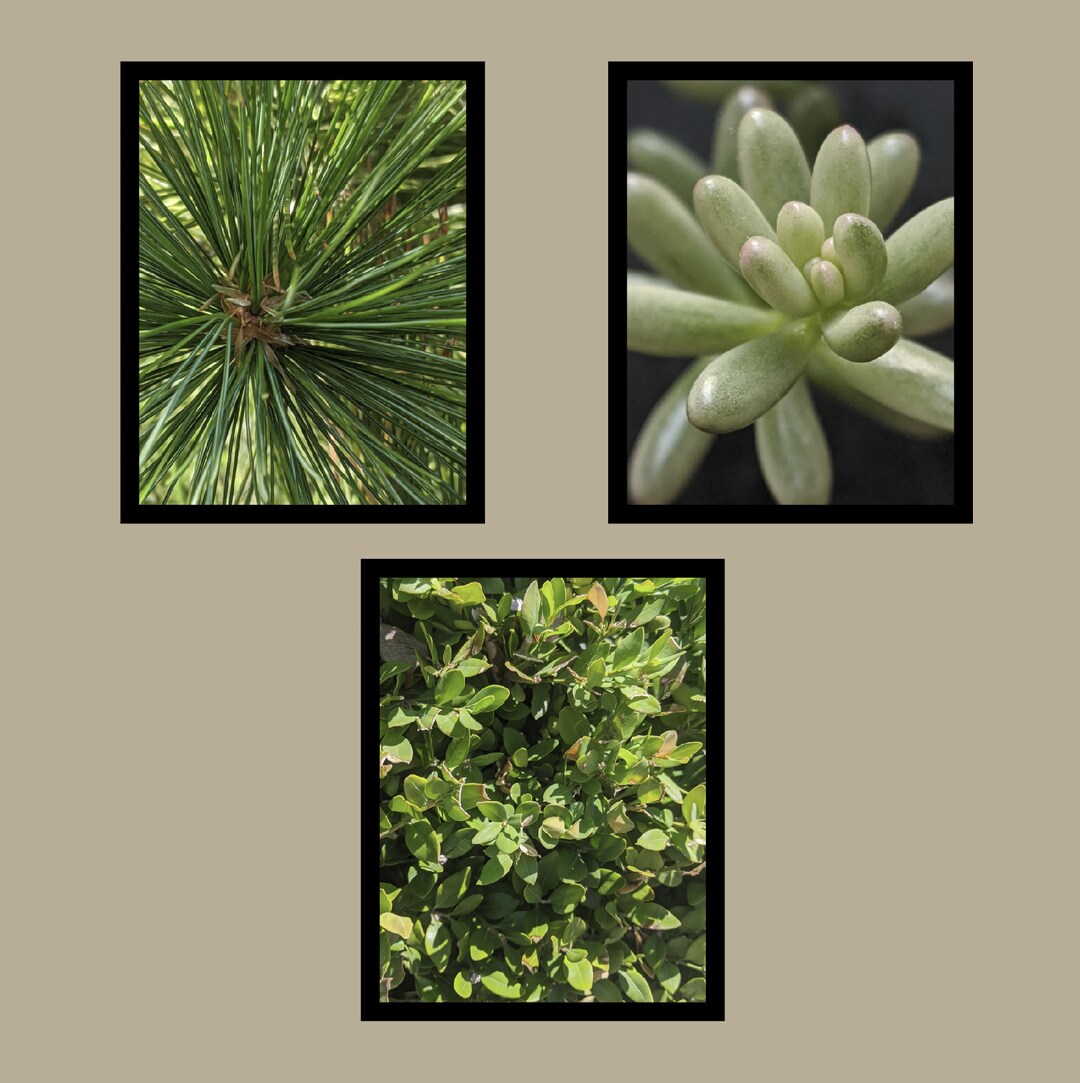 Green Leaves Wall Decor; Three Beautiful Plant Images - Etsy