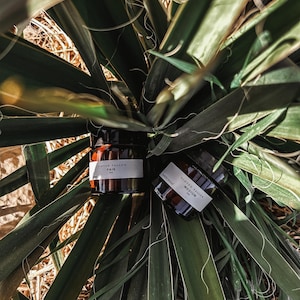 Tint - Getönte Talg Feuchtigkeitscreme