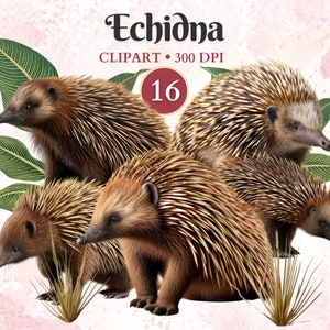 Imágenes Prediseñadas de Equidna, animales australianos, arte digital de Equidna, gráficos vectoriales, vida silvestre australiana, libro de chatarra