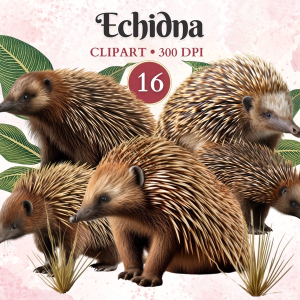 Echidna Clipart, Australian Animals, Echidna Digital Art, Vector Graphics, Australian Wildlife, Scrap Book