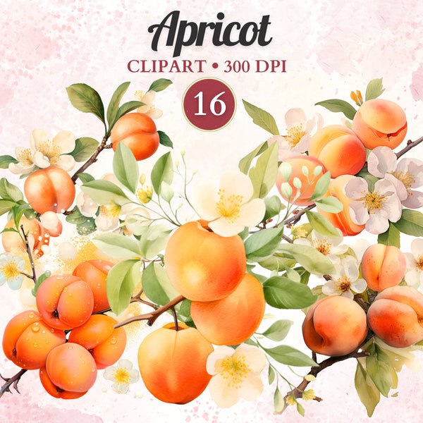 Aprikose Clipart, Sommer Obst, Aprikosenblüte, Landwirtschaft Clipart, Süße Freude, Transparente Png, Scrap Buch