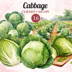 Clipart Chou, Aquarelle, Légumes Png, Alimentation Saine, Végétal, Végétalien, Salade, Végétarien, Jardin, Ferme, Agriculture