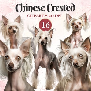 Chinese naakthond clipart, Chinese naakthond, hondenras png, huisdier graphics, hond vector, honds clipart, schrootboek