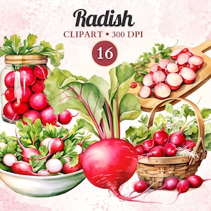 Clipart radis, aquarelle, légumes png, alimentation saine, végétarien, végétalien, salade, végétarien, jardin, ferme, agriculture