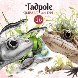 Tadpole Clipart, Tadpole Png, Frog Clipart, Frog Vector, Amphibian Clipart, Swamp, Pond, Animal Vector, Herpetology