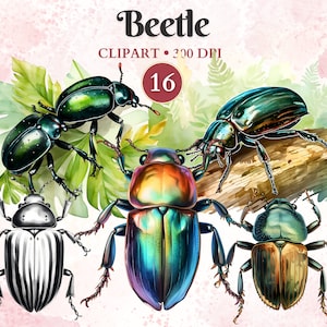 Escarabajo Clipart, Escarabajo Png, Insecto Clipart, Silueta, Entomología, Vector Animal, Naturaleza, Ilustración Científica
