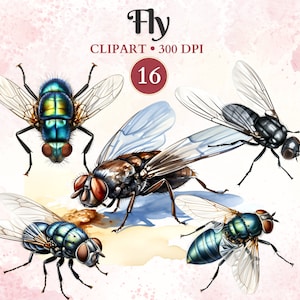 Imágenes Prediseñadas De Mosca, Mosca Png, Imagen De Mosca, Imágenes Prediseñadas De Insectos, Silueta, Entomología, Vector Animal, Naturaleza, Ilustración Científica