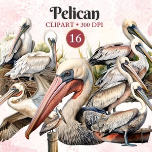 Pelikan Clipart, Pelikan Png, Pelikan Silhouette, Vogel Clipart, Vogel beobachten, Vogel Vektor, Wassertier, Tier Vektor