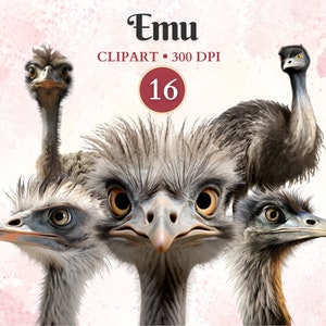 Imágenes Prediseñadas de Emu, imágenes prediseñadas de aves Emu, animales salvajes, aves no voladoras, animales australianos, vida silvestre australiana, libro de chatarra