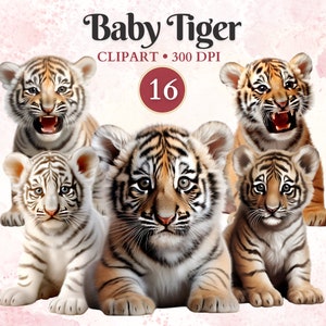 Clipart bébé tigre, bébé tigre Png, clipart animaux de la jungle, forêt, animaux de la forêt, graphiques de la jungle, faune