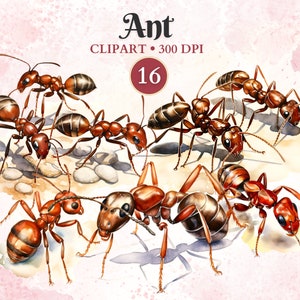 Image de fourmi, Image de fourmi, Clipart insecte, Silhouette, Entomologie, Vectoriel animal, Nature, Illustration scientifique