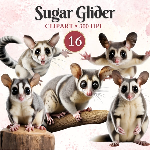 Sugar Glider Clipart, wilde Tiere, Wildtiere Clipart, australische Tiere, Wald Png, Scrap Buch