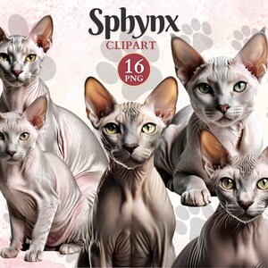 Sphynx Clipart, Sphynx Vector, Kitten Png, Feline Clipart, Pet Vector Art, Cute Kitten Clip Art, Cat Graphics