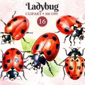 Clipart coccinella, coccinella Png, clipart insetti, sagoma, entomologia, vettore animale, natura, illustrazione scientifica