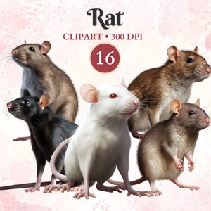 Imágenes Prediseñadas de rata, Vector de rata, animales domésticos, imágenes prediseñadas de roedores, gráficos de roedores, gráficos de animales, libro de recortes
