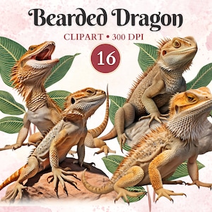 Imágenes Prediseñadas de dragón barbudo, animales australianos, vector de lagarto, gráficos de dragón, vida silvestre australiana, libro de recortes