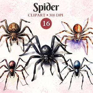 Spider Clipart, Spider Png, Tarantulas, Silhouette, Entomology, Animal Vector, Nature, Scientific Illustration