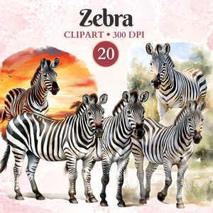 Clipart zebra, acquerello, png zebra, clipart safari, animale safari, savana, africano, vettore animale, sublimazione