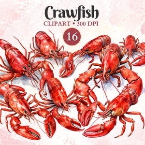 May include: A set of 16 watercolor illustrations of red crawfish. The crawfish are drawn in a realistic style and are arranged in a variety of poses. The illustrations are perfect for use in a variety of projects, such as scrapbooking, card making, and digital design.