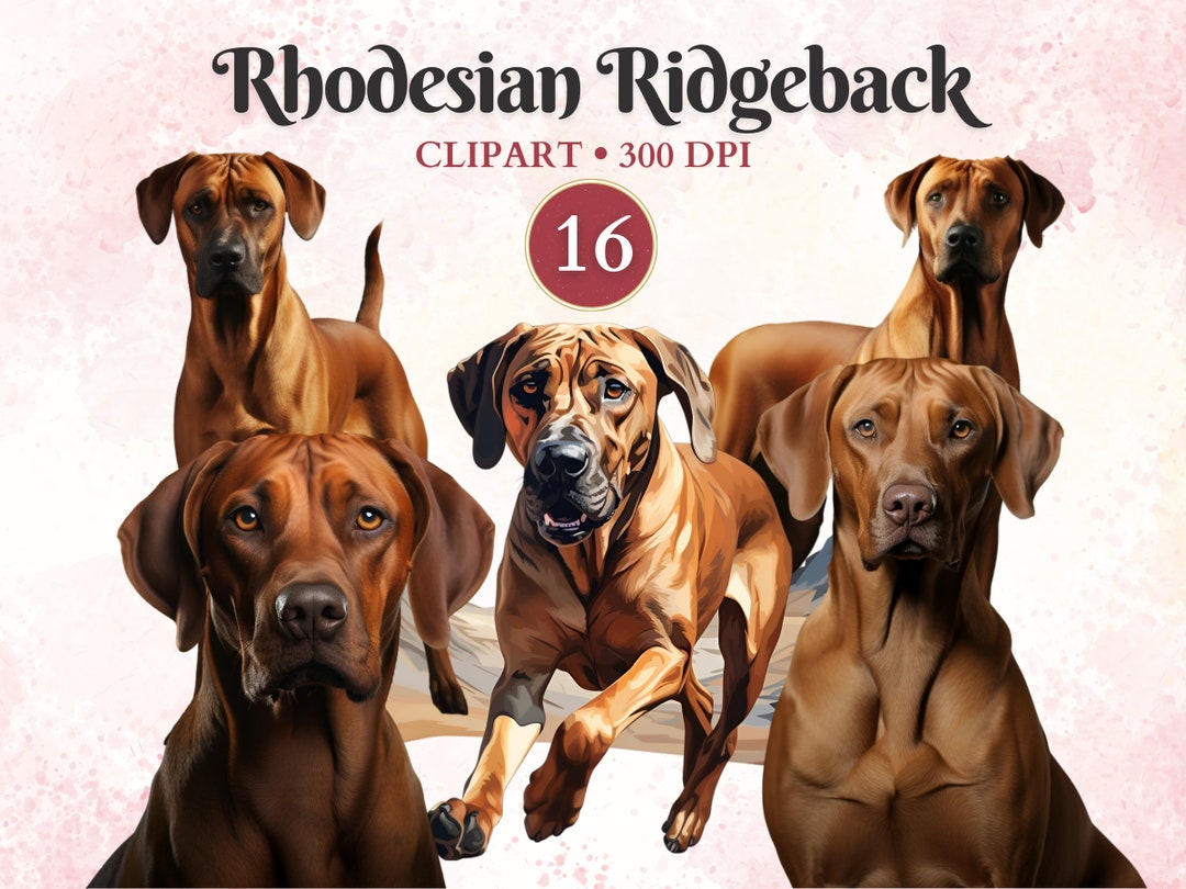 Rhodesian Ridgeback Clipart, Rhodesian Ridgeback, Large Dog Breed, Dog ...