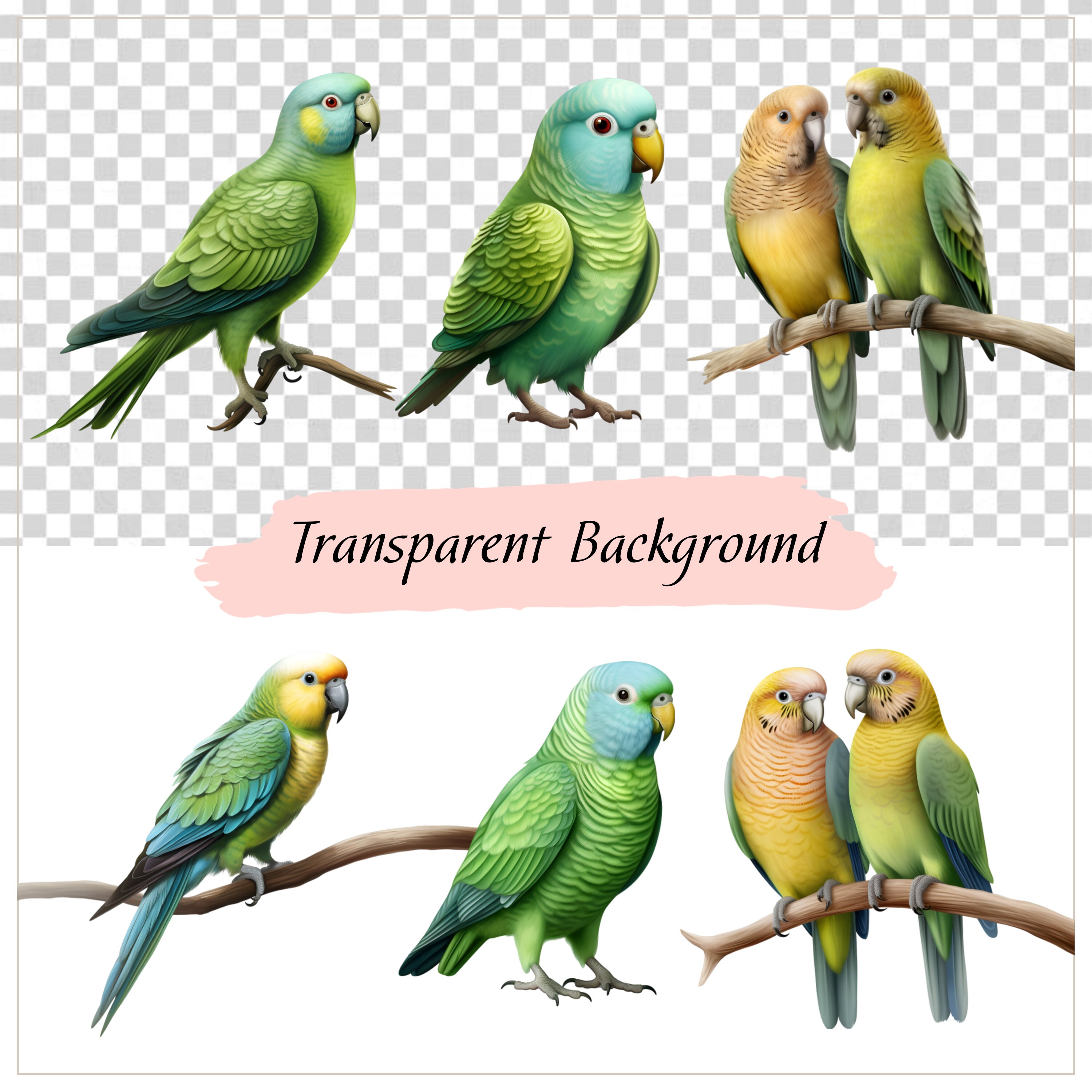 Parakeet Clipart, Parakeet Art, Parrot Vector, Bird Png, Parrot Png ...