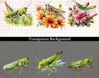 Grasshopper Clipart, Grasshopper Png, Insect Clipart, Silhouette