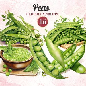 Clipart petits pois, aquarelle, png de légumes, alimentation saine, végétarien, végétalien, salade, végétarien, jardin, ferme, agriculture