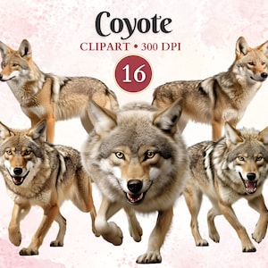 Coyote Clipart, Animales Salvajes, Imágenes Prediseñadas de Vida Silvestre, Coyote Png, Animales del Bosque, Libro de Chatarra