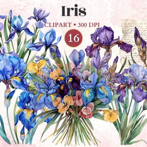 May include: A bouquet of blue, purple, and yellow iris flowers with green leaves. The flowers are arranged in a vase and the background is a light pink watercolor wash. The text "Iris" is written in black at the top of the image. The text "CLIPART - 300 DPI" is written in black below the word "Iris". The number "16" is written in red in a circle below the text "CLIPART - 300 DPI".