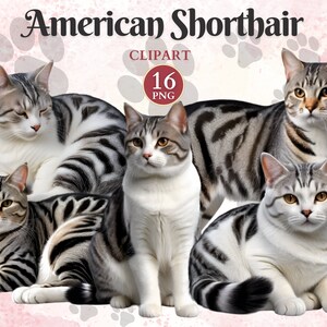 American Shorthair Clipart, American Shorthair, Feline Clipart, Pet Vector Art, Cute Kitten Clip Art, Cat Graphics