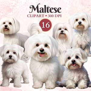 Maltese clipart, schattige Maltese digitale kunst, huisdierafbeeldingen, hond vectorkunst, dierlijke afbeeldingen, kleine hond clipart, schrootboek