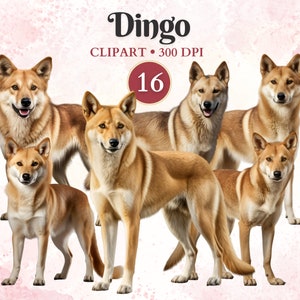 Imágenes Prediseñadas de Dingo, animales salvajes, Dingo, imágenes prediseñadas de vida silvestre, animales australianos, gráficos vectoriales, libro de recortes