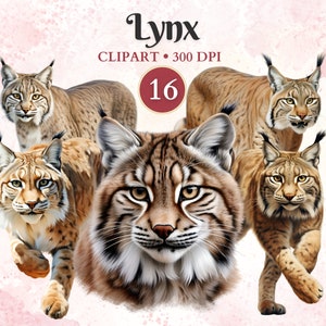 Clipart lynx, animaux sauvages, lynx roux Png, clipart faune, clipart chat sauvage, animaux de la forêt, album de coupures