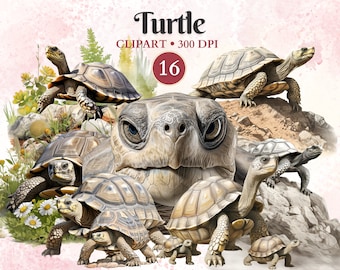 Turtle Clipart, Turtle Png, Tortoise Clipart, Tortoise Png, Reptile Clipart, Animal Vector, Herpetology