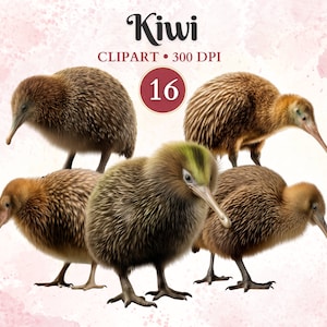 Kiwi Clipart, Kiwi Png, Pájaro de Nueva Zelanda, Vida Silvestre Australiana, Imágenes Prediseñadas de Vida Silvestre, Animales Australianos, Libro de Chatarra