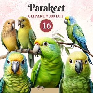 Sittich Clipart, Sittich Kunst, Papagei Vektor, Vogel Png, Papagei Png, Haustier Clipart, Tiergrafik, Haustier Grafik