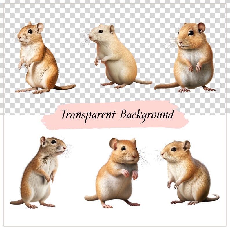 Gerbil Clipart, Domestic Animals, Gerbil, Rodent Clipart, Rodent ...