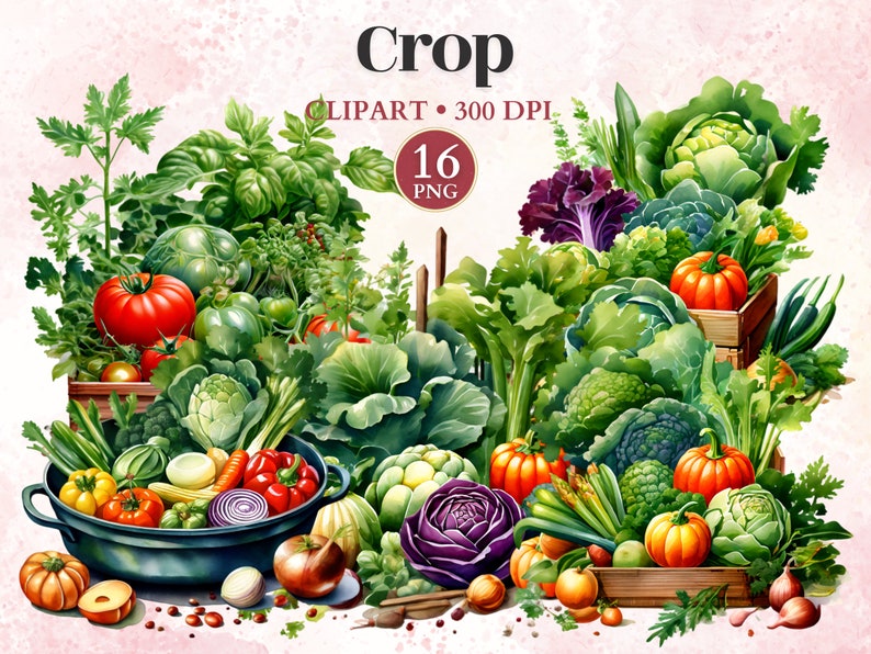 Puede incluir: Una ilustraci&oacute;n de acuarela de una variedad de verduras frescas, incluyendo tomates, calabazas, coles y cebollas. Las verduras est&aacute;n dispuestas en un entorno r&uacute;stico con cajas de madera y una olla de hierro fundido. La imagen se titula "Crop" e incluye el texto "Clipart - 300 DPI" y "16 PNG".