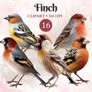 Imágenes Prediseñadas De Pinzón, Pinzón, Imágenes Prediseñadas De Aves, Pájaro Png, Animales Domésticos, Diseños De Animales Vectoriales, Gráficos De Mascotas, Libro De Recuerdos