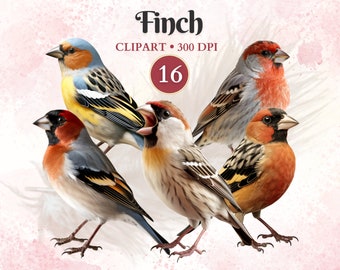 Finch Clipart, Finch, Bird Clipart, Bird Png, Domestic Animals, Vector Animal Designs, Pet Graphics, Scrap Book