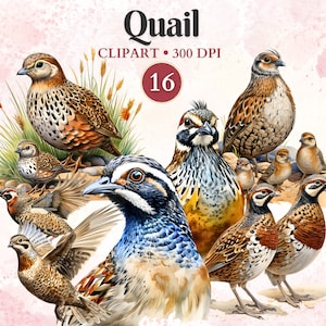 Imágenes Prediseñadas de codorniz, Png de codorniz, silueta de codorniz, imágenes de animales de granja, vector de animales, imágenes prediseñadas de granja, caza, imágenes prediseñadas de aves