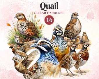 Quail Clipart, Quail Png, Quail Silhouette, Farm Animals Images, Animal Vector, Farm Clipart, Hunting, Bird Clipart