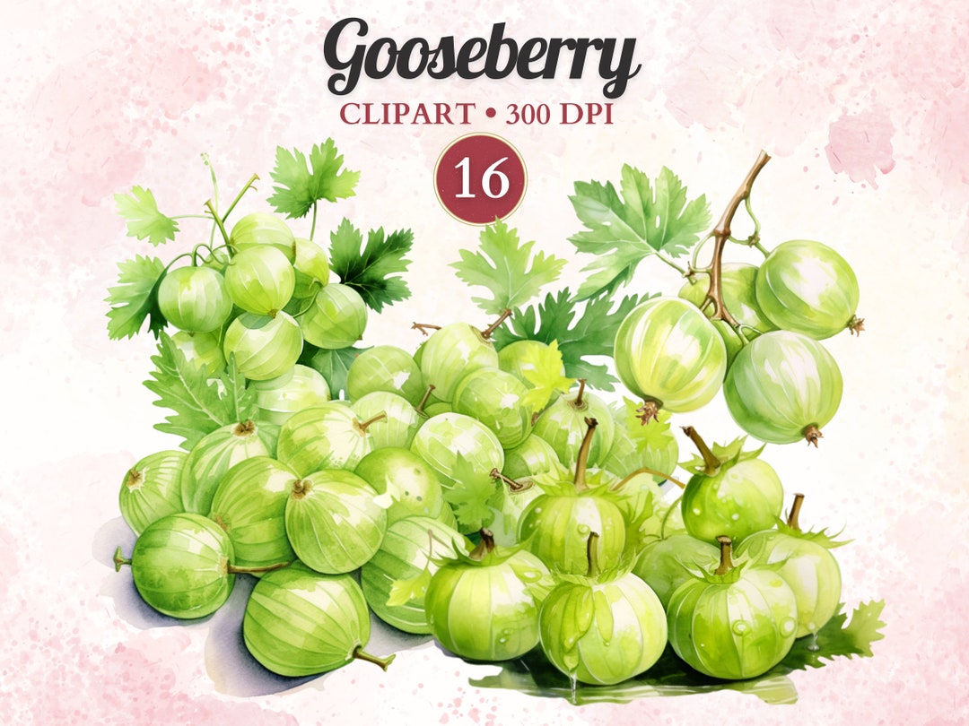 Gooseberry Design Gooseberry Clipart, Gooseberry Design, Watercolor Berry, Agriculture ...