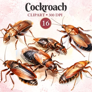 Clipart cafard, png, cafard clipart, silhouette, entomologie, vecteur animal, nature, illustration scientifique