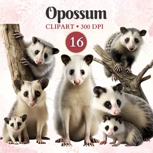 Clipart d'opossum, animaux sauvages, opossum Png, clipart faune, Png forêt, animaux de la forêt, album de coupures