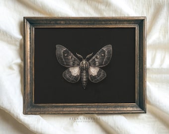 Impresión de pintura de polilla gótica vintage: Decoración botánica de insectos de Dark Academia (descarga digital)